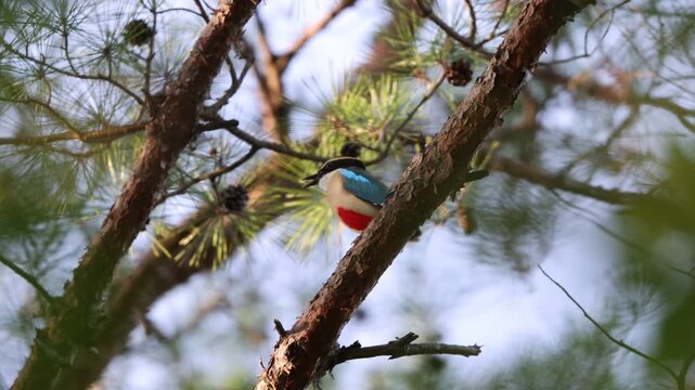 Fairy pitta (Pitta nympha) in Japan