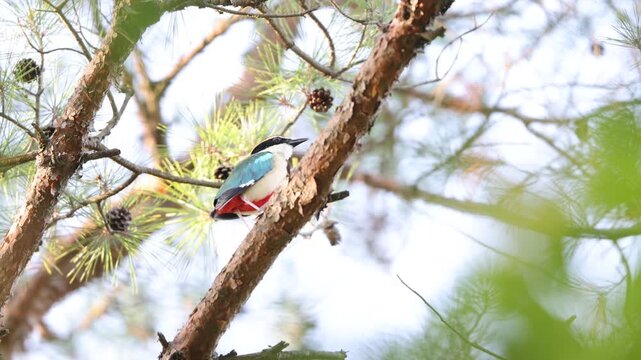 Fairy pitta (Pitta nympha) in Japan