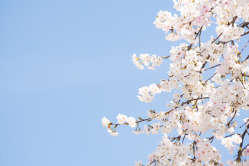 카피공간이 있는 하늘과 만발한 벚꽃나무