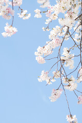 카피공간이 있는 하늘과 만발한 벚꽃나무