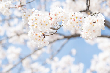 카피공간이 있는 하늘과 만발한 벚꽃나무