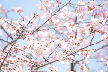 카피공간이 있는 하늘과 만발한 벚꽃나무