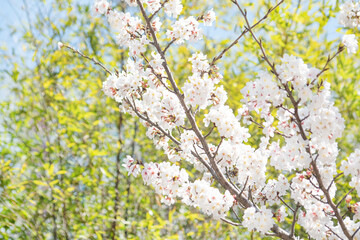 카피공간이 있는 하늘과 만발한 벚꽃나무