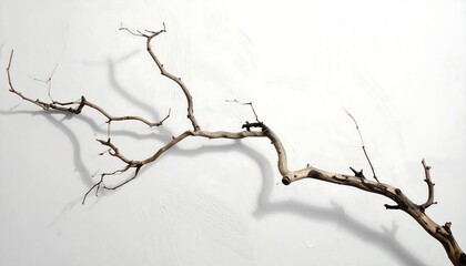 A stark, overhead shot of a bare tree branch casting a shadow against a plain white wall. The branch is devoid of leaves