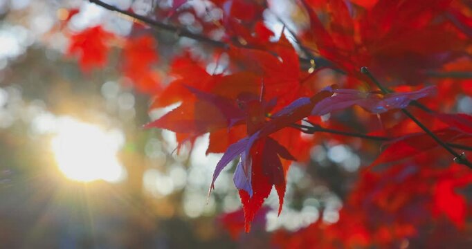 Beautiful autumn landscape with red leaves and warm evening sunbeams.