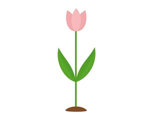 Pink Tulip Flower Plant Illustration.