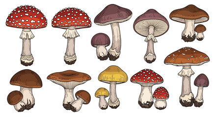 A collection of various types of colorful mushrooms, including red, brown, purple, and yellow fungi, illustrated in a detailed vector art style.