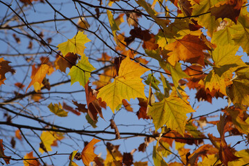 Fototapeta premium Bright orange and yellow plane tree foliage in brilliant sunlight