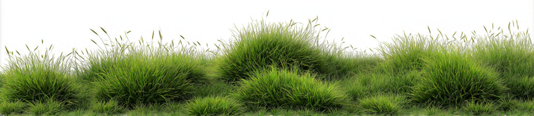 Undulating green grass mounds on white background nature isolated on a transparent background