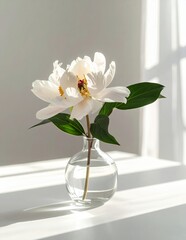 Elegant White Peony in Glass Vase Bathed in Sunlight.