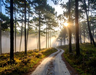Obraz premium Misty forest path at sunrise with trees.