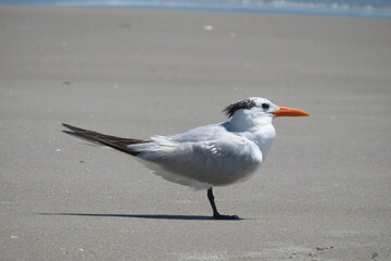 Royal tern seabird on ocean shore in Florida beach, closeup