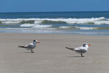 Royal tern seabirds on ocean background in Atlantic coast of North Florida