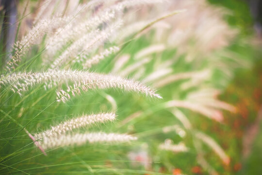 White needle grass  blooming in flower garden outdoor background