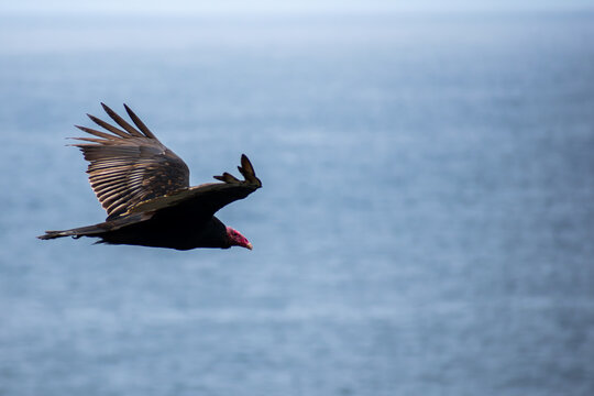 Jote de cabeza colorada (Cathartes aura) en pleno vuelo planeando sobre el Oc&eacute;ano Pac&iacute;fico en la costa de Conc&oacute;n, Chile
