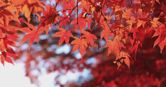 Beautiful autumn landscape with red leaves and warm evening sunbeams.