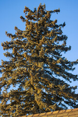 Obraz premium A towering pine tree with cones against a clear blue sky at golden hour