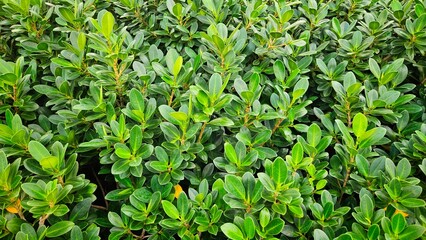 Obraz premium Fresh banyan tree leaves background, Symbol of growth, sustainability, vitality and organic lifestyle.
