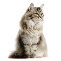 Obraz premium Majestic long-haired tabby cat sitting elegantly