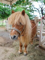 Brown Pony Standing in Farm Stable for Rural Animal and Agriculture Concept