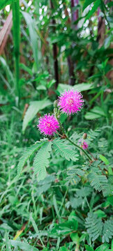 Twin Pink Mimosa Pudica Sensitive Plant Flowers Macro in Tropical Green Nature