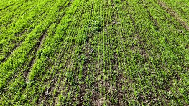 Detailed top-down aerial drone perspective of symmetrical rows of vibrant green young crops in a vast agricultural field. Capturing precise farming patterns and natural geometry in rural land.