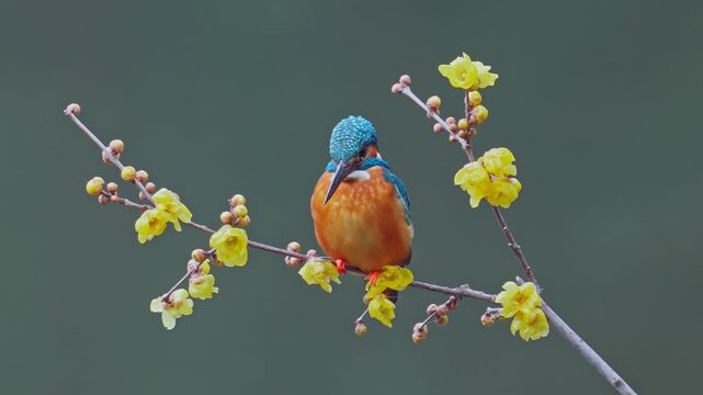 Common Kingfisher bird perching on a flowering branch with yellow blossoms. Beautiful wildlife scene of Alcedo atthis in nature. Small colorful bird resting on a twig with blurred background.