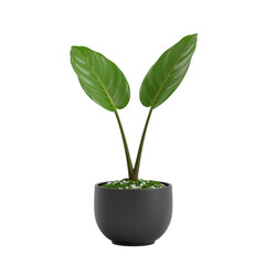 Green Potted Plant with Two Leaves Isolated on White Background
