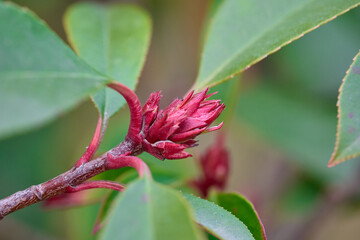 Spring Bud of Red Photinia Shrub