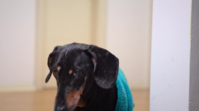 A black and tan dachshund in a blue suit looks away indoors, against a blurred image of white walls, a wooden floor and a doorway, snorting and barking.