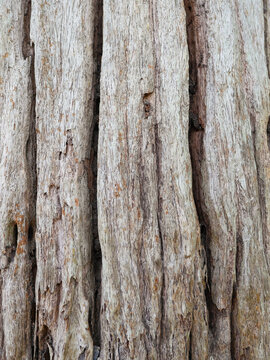 Natural Tree Bark Texture Background with Rustic Wood Pattern