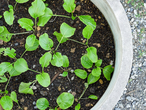 Young Green Vegetable Seedlings Growing in Pot for Organic Home Gardening Concept