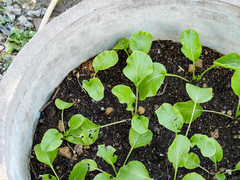 Young Green Vegetable Seedlings Growing in Soil Pot for Organic Gardening Concept
