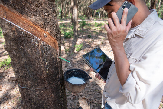 Rubber tapper holding digital tablet showing market analysis charts while harvesting rubber latex from tree, Smart agriculture and rubber industry business concept.