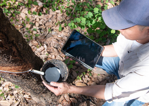 Rubber tapper holding digital tablet showing market analysis charts while harvesting rubber latex from tree, Smart agriculture and rubber industry business concept.