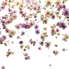 beautiful white and purple flowers on transparent