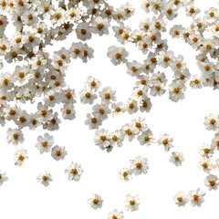 beautiful flowers on transparent, flowers on white background