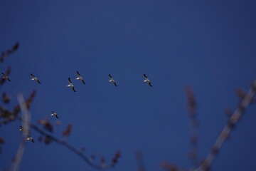 Obraz premium American Pelicans in flight