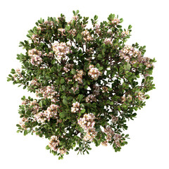 a beautiful plant with beautiful flowers