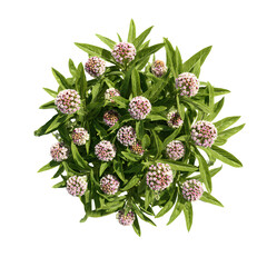 Hemp Agrimony plant on transparent