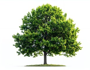 Fototapeta premium Vibrant Green Tree Isolated on White Background.