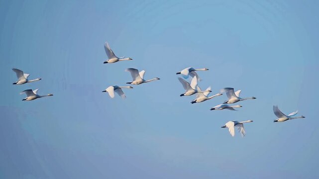 Flock of white swans flying in formation against a clear blue sky. Migratory birds in flight during seasonal migration. Group of wild swans soaring high in the air in a synchronized V-shape formation.