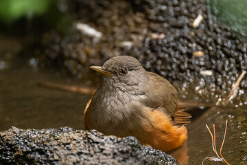 P&aacute;jaro nativo