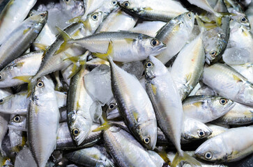 Fresh mackerel fish on ice. High protein omega3 healthy food.
