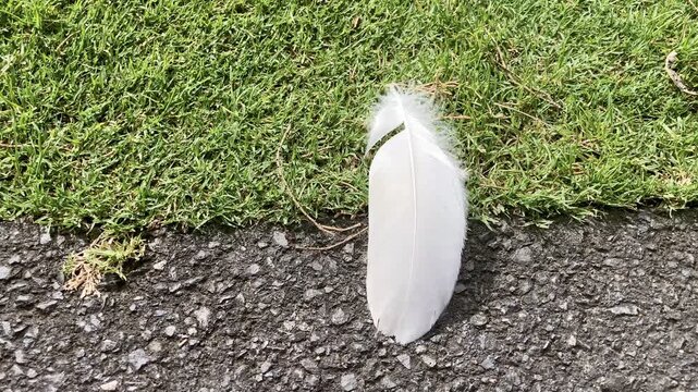 Horizontal Closeup 4K Slow Motion of White Feather on Grass and Asphalt Border