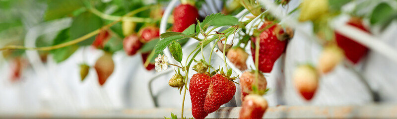 Header showing ripe strawberries growing on green plants in greenhouse, focusing on fresh red fruit and unripe berries hanging from stems, emphasizing agricultural cultivation process © Seventyfour