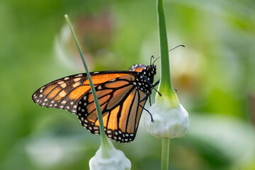 Obraz premium A vibrant monarch butterfly is captured perched on a green stem with unopened white flower buds of an ornimental onion