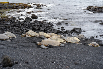 Obraz premium Sea Turtles Resting on Black Sand Beach Along Rocky Coastline