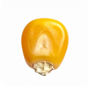 Single Corn Kernel Isolated on White Background.