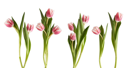 a vibrant arrangement of five pink and white striped tulip flowers with bright green leaves and stems, isolated on a pure transparent background, perfect for spring and floral designs.